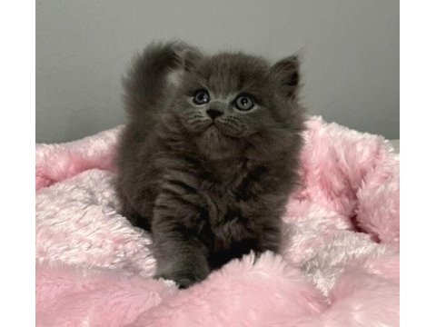 Nadir tüy minnoş 75 günlük orjinal british longhair