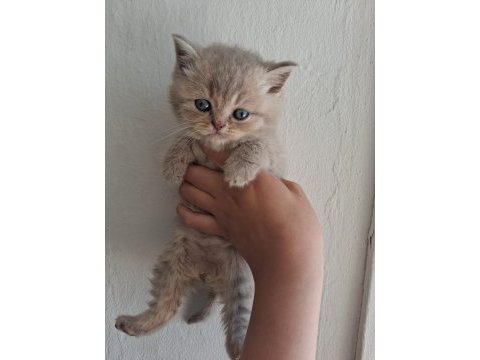 Blue golden british longhair yavrular