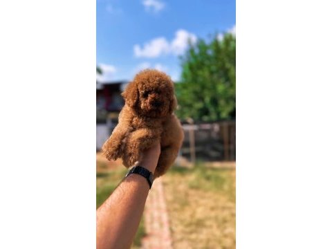 Sağlık ve ırk garantili toy poodle yavrularımız 