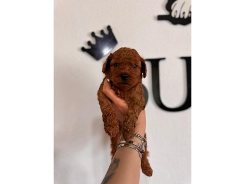Şecereli mükemmel toy poodle yavrularımız