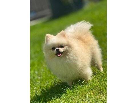 Sağlık ve ırk garantili pomeranian