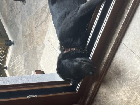 5 aylık labradoruma yuva arıyoruz
