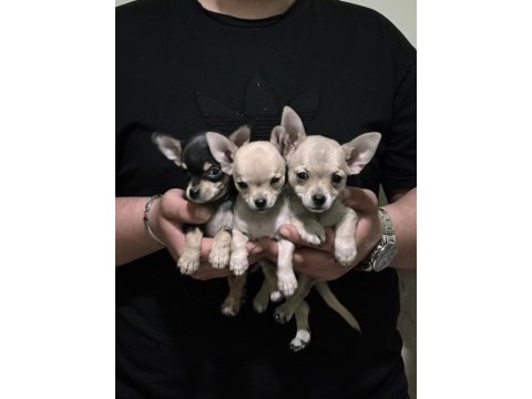 Chihuahua mini ırk