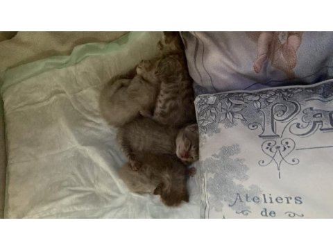 Kedi sahiplendirme british shorthair