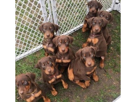 Estetikli ve estetiksiz doberman yavrular