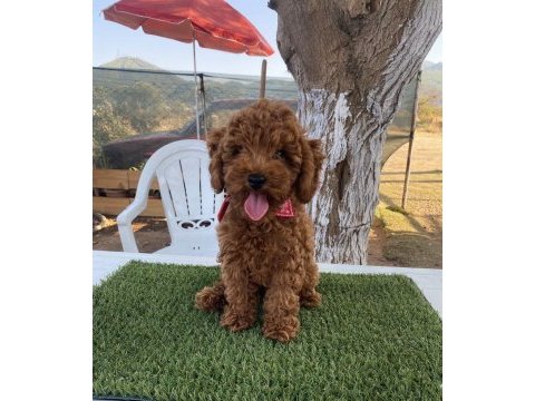Aşılı poodle köpeğimiz
