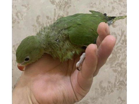 Elle besleme pakistan papağanı yavru