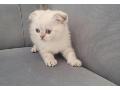 Scottish fold dişi