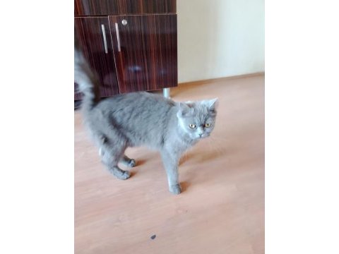 1 yaşında dişi kedimiz