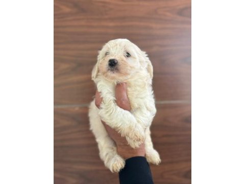 Köpeklerde kalite tesadüf değildir