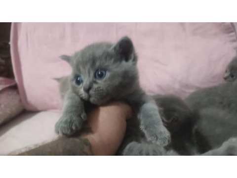 British shorthair yavrular