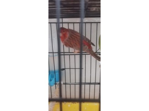 Kırmızı pastel izabel erkek kanarya