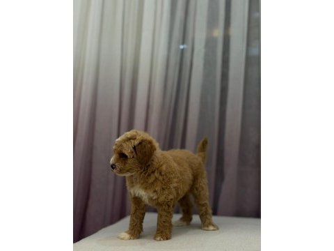 Poodle ayarında maltipoo 