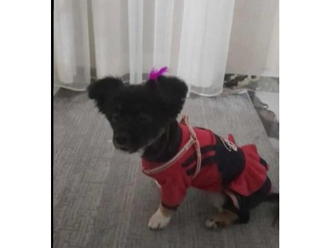 9 aylık papilon cinsi pomeranian boo