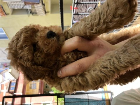 Apricot - red - dark red toy poodle
