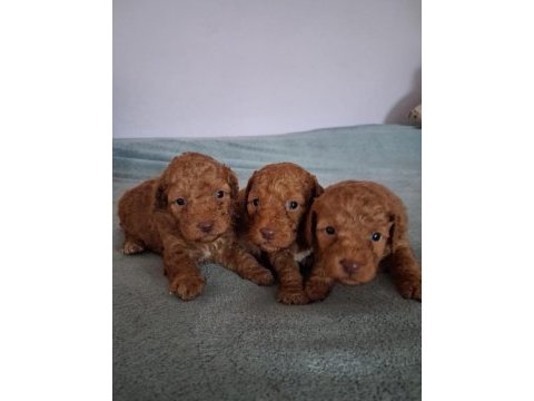 Toy poodle yavruları