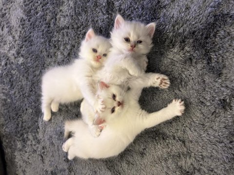 3 aylık british longhair ve shorthair yavru kediler