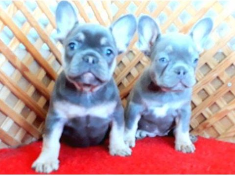 Compact lilac and tan quad french bulldog yavrular izmir