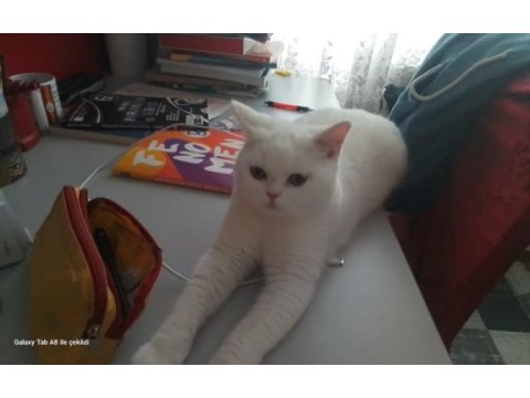 Baba adayı arıyorum british shorthair