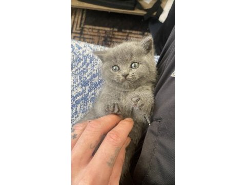 British shorthair blue bebek