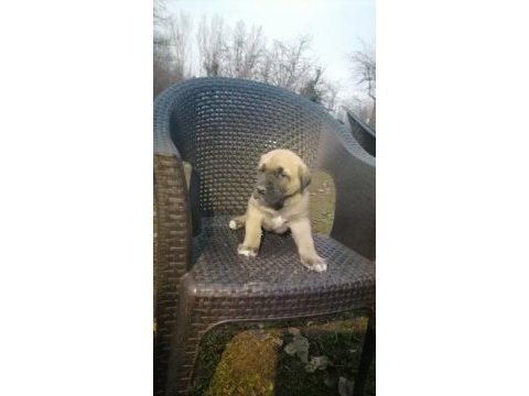 Anadolu çoban köpeği yavruları