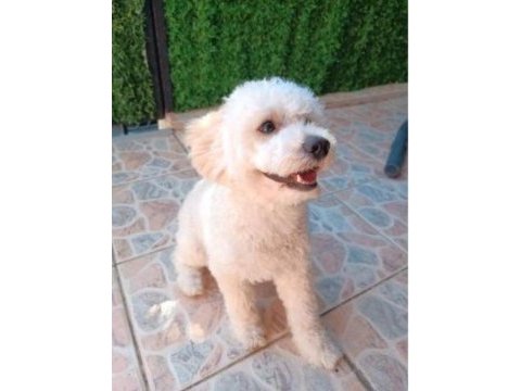 9 aylık maltipoo oyuncu yavrum yeni yuvasını arıyor