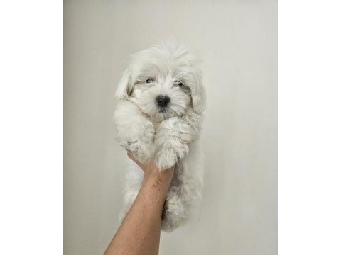 Maltese terrier o numara