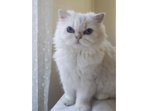 British longhair dişi yetişkin kedimiz sahiplendirilecektir
