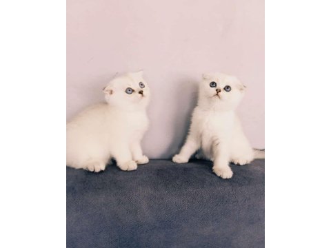 Scottish fold yeni yuvalarını arıyor