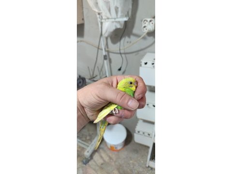 Merhaba yeme düşmüş ele alıştırmaya hazır kuşlar