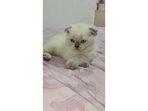 Safkan british shorthair son iki yavrumuz