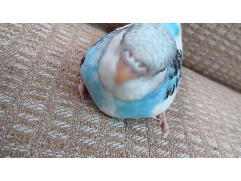 Yavru çok güzel ev üretimi muhabbet kuşu