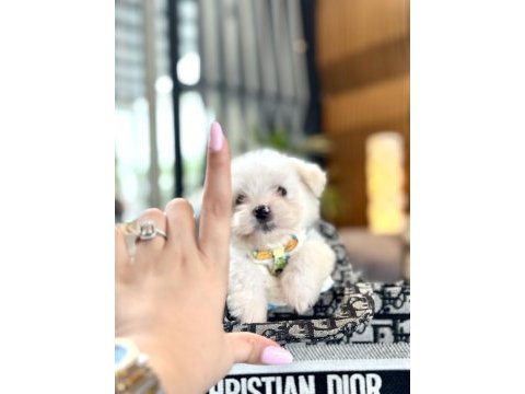 Büyümeyen boy 2 kg garantili kore maltese köpekler
