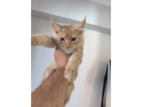 Şecereli maine coon yavruları dişi 3 aylık