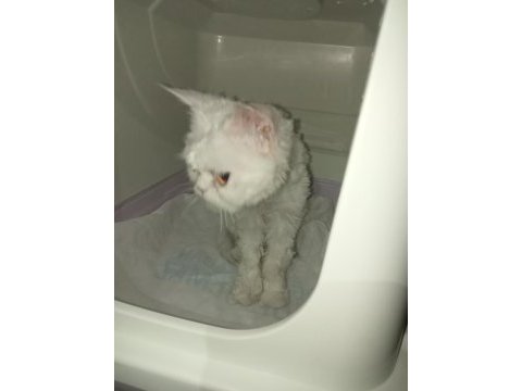 Sokata buldu ama şu an gayet iyi durumda tatlı bir kedi