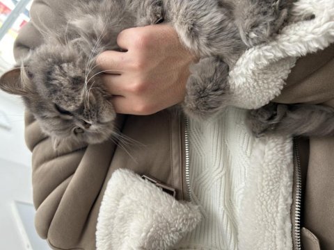 Ücretsiz british longhair ona aile olabilecek
