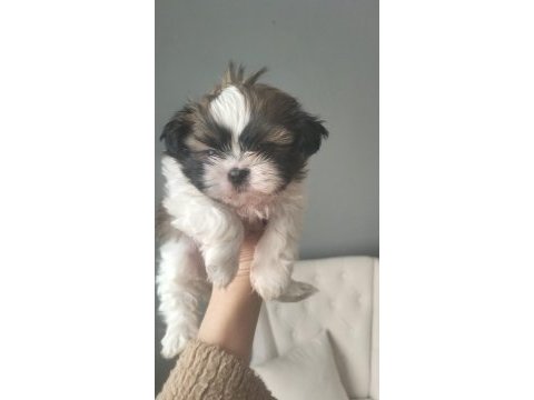 Shih tzu şitzu yavruları