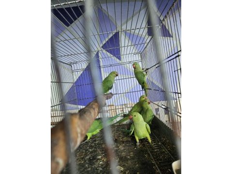 3 4 aylık yavru pakistan papağanları