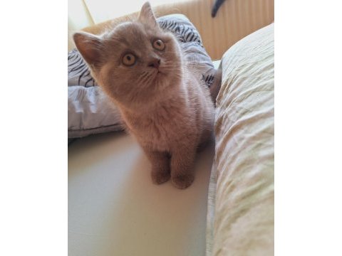 British shorthair lilac yavrumuz