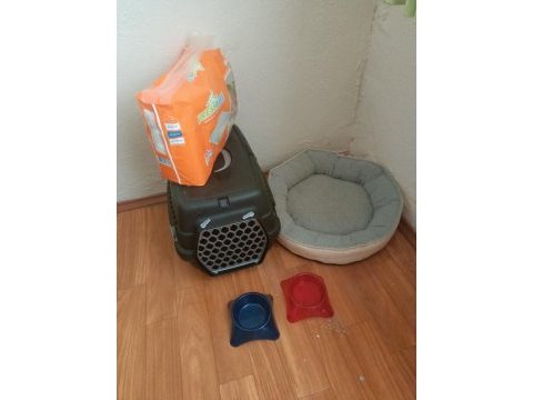 Fransız bulldog köpeğimiz