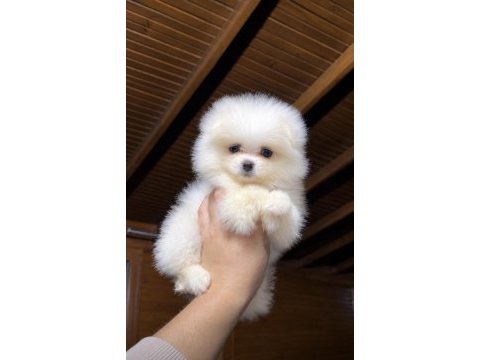 Pomeranian boo 