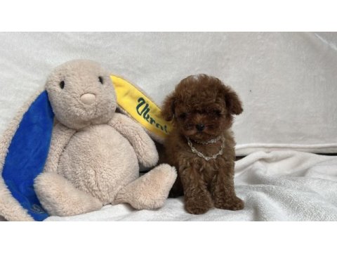 Teacup 2 karma aşılı poodle