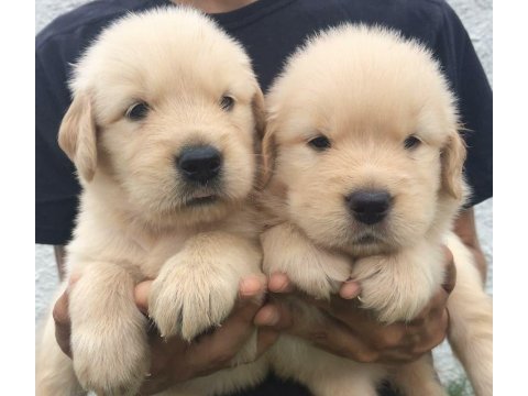 Akıl küpü golden retriever yavruları