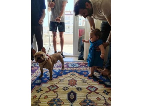 French bulldog köpeğimize bir bakın derim