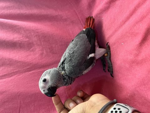 Yok böyle şirini bebek jako papağanı yavru