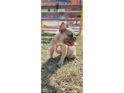 Efsane anatomi french bulldog
