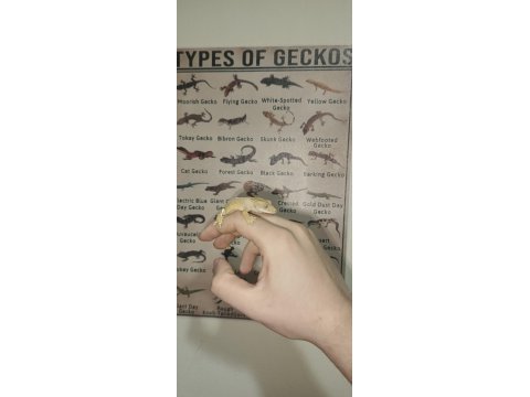 Yavru crested gecko