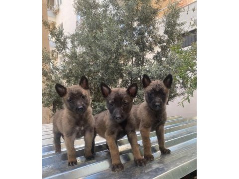 Belçika malinois kurdu yavrularımız