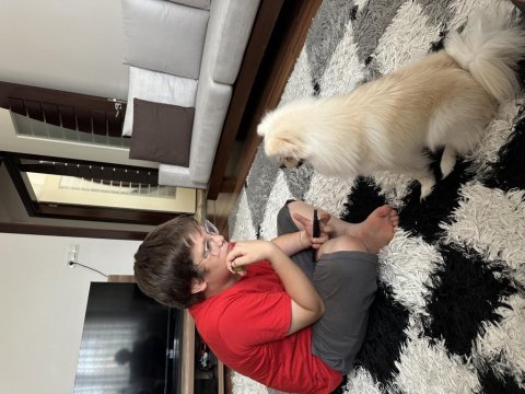 1.5 yaşında eğitimli pomeranian kızımız