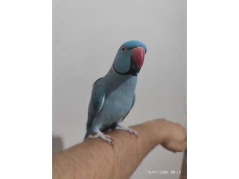 Mutasyon pakistan papağanı